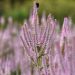 Przetacznikowiec 'Challenger' (Veronicastrum virginicum)